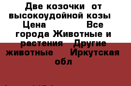 Две козочки  от высокоудойной козы › Цена ­ 20 000 - Все города Животные и растения » Другие животные   . Иркутская обл.